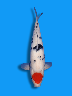 Tancho Sanke | Koi&Co.